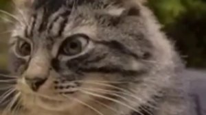 ДЖЕНТЛЬМЕН УДАЧИ