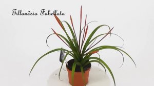 Tillandsia Flabellata