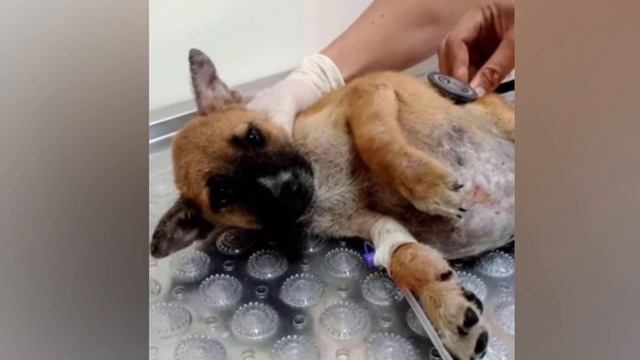 Живот щенка был настолько большой что он не мог дышать смотреть онлайн