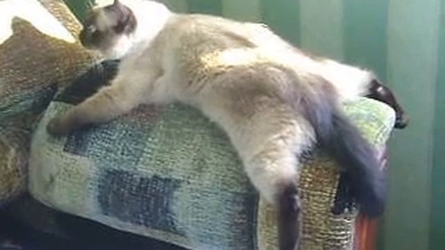 смешное видео про кошку (приколы) смотреть онлайн