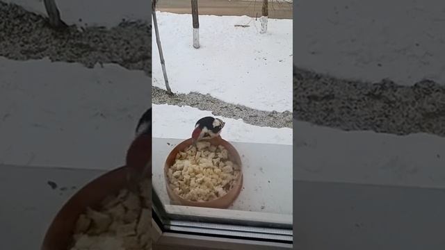 Как кормить птиц