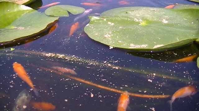 Кормление мальков кои смотреть онлайн