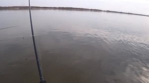 Рыбалка 2021. Жерех клюет на каждом забросе. Рыбалка на нижней Волге.