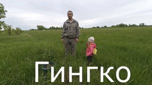 Сажаем дерево. Гингко.