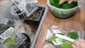 Где можно взять культурные черенки цитрусов для прививки. Распаковка посылки.