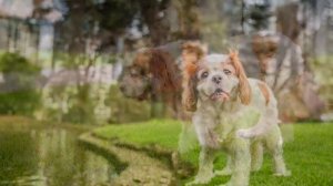 Shelley the Cavvie in Carlton Gardens | Ragamuffin Pet Photography