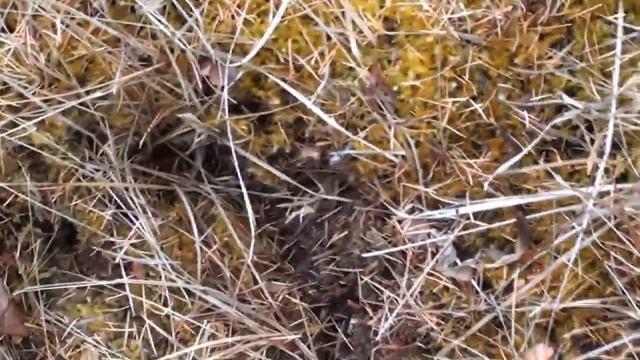 Приметы гона лосей. смотреть онлайн