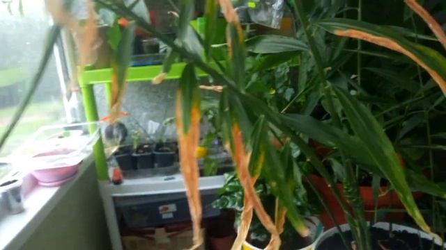 ИМБИРЬ. ВЫРАЩИВАНИЕ ИМБИРЯ ДОМА. ЦВЕТЕНИЕ ИМБИРЯ В ДОМАШНИХ УСЛОВИЯХ