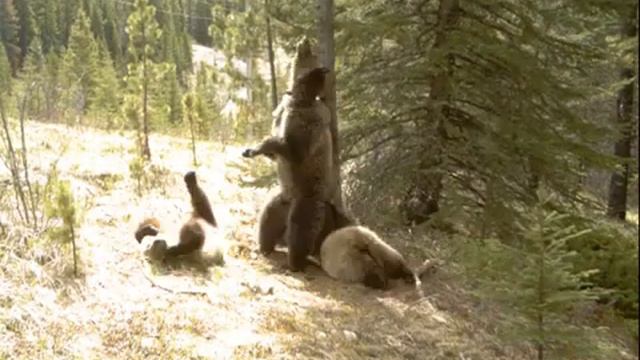 Что происходит в лесу, когда вас там нет смотреть онлайн