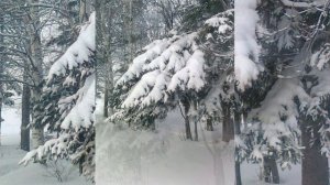 Сибирская порода