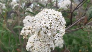 Калина морщиниста#декоративнакалина#цвітучікущі#форміровкаштамба#зеленовічнікущі#ланшафтнийдизайн