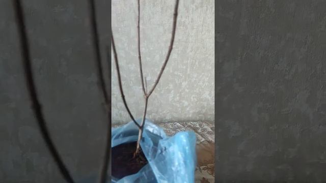 26 марта 2022 г. Метельчатая гортензия Petit Star смотреть онлайн