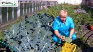 ? Собираем урожай капусты брокколи. Первый сбор капусты брокколи, что дальше?