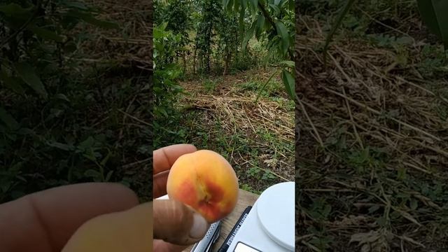 Персик Инка смотреть онлайн