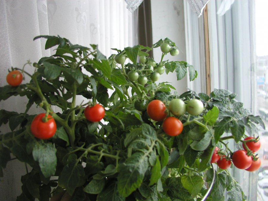 Собираю на балконе помидоры в октябре. Домашний огород.