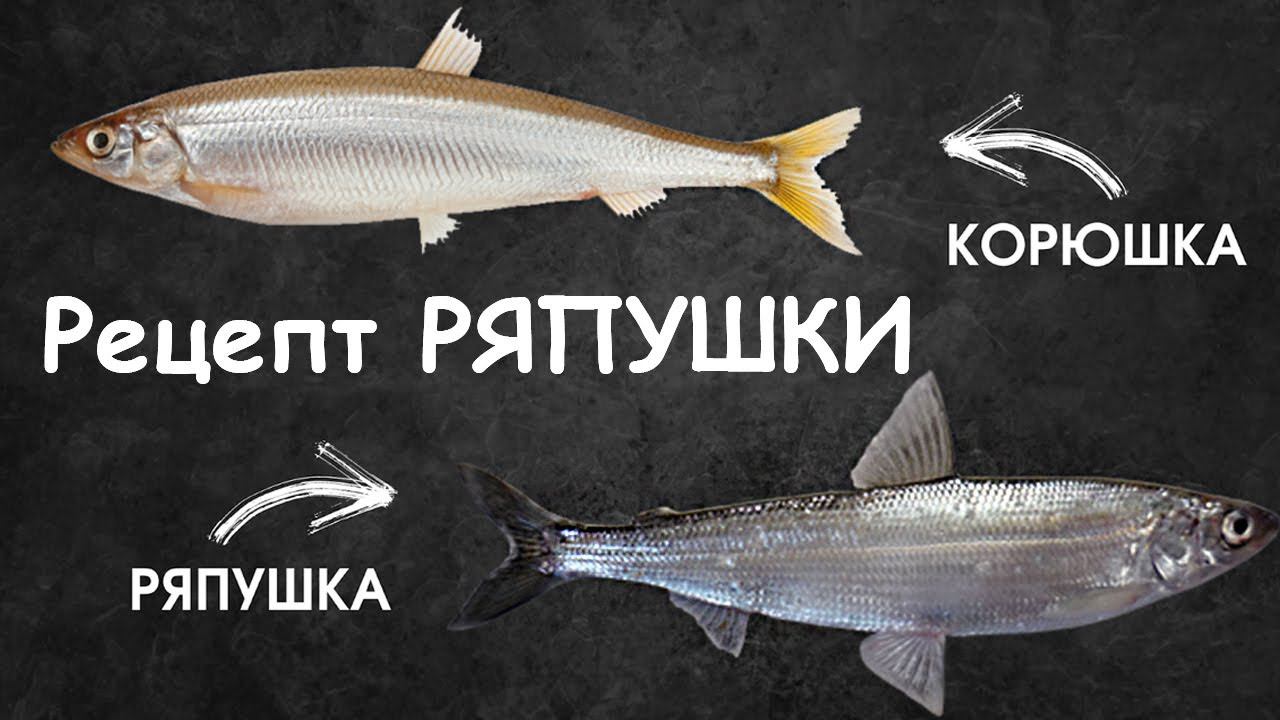 Ряпушка жареная #шефроссия
