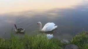 Гуси-лебеди . Гуси и лебеди для съёмок и мероприятий