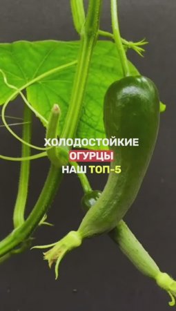 ОГУРЦЫ без теплиц: 5 ЛУЧШИХ СОРТОВ для РФ