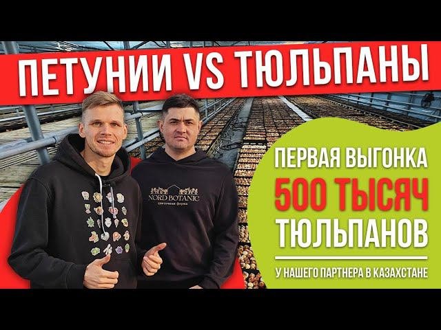 Петуния VS Тюльпаны Первый опыт выгонки 500 тысяч тюльпанов на гидропонике у нашего партнёра