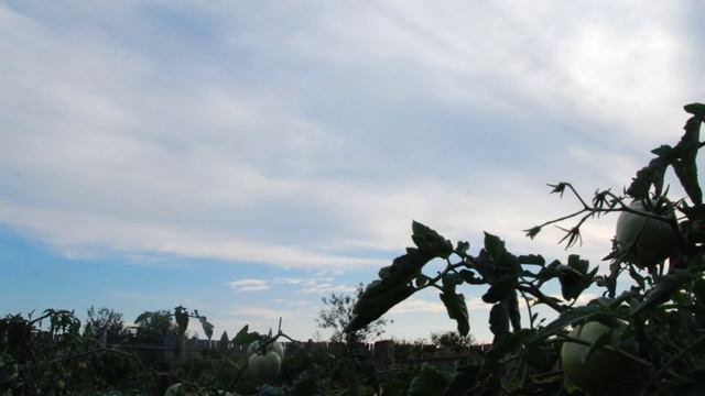 25 июля в селе Красная река. Таймлапс смотреть онлайн