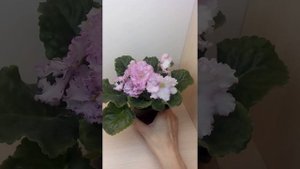 Фиалка РС-Диадема