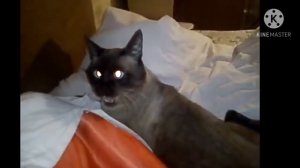 Самые злые коты.