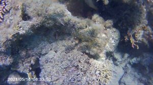 Подводный мир?? отеля " Caribbean World Soma Bay 5"