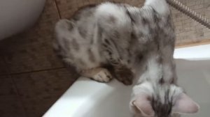 Как кот выгнал меня из ванной :)