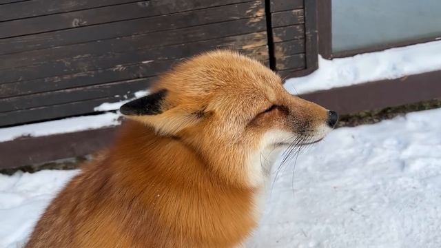 Алиса - лиса. Сидим слушаем, как кричит дятел смотреть онлайн