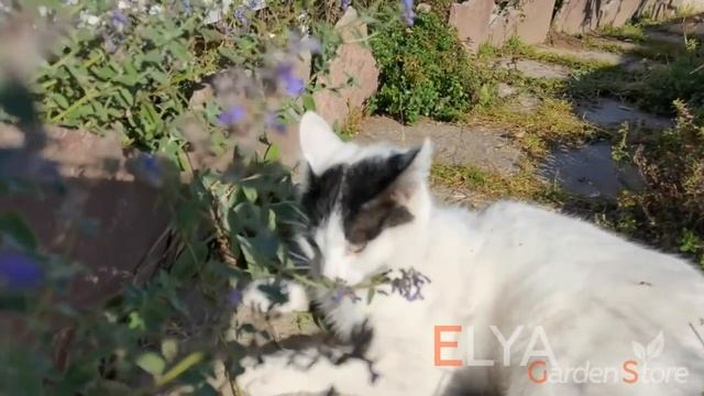 Котовник Фассона Kit Cat смотреть онлайн