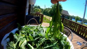 Верхушечный Иван-чай.   Зачем класть его в морозилку.Этапы заготовки Иван-чая.