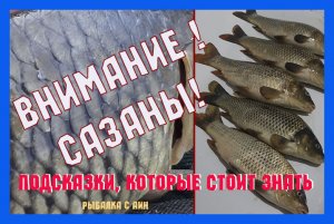 Сазаны напали или один на один с дикими сазанчиками