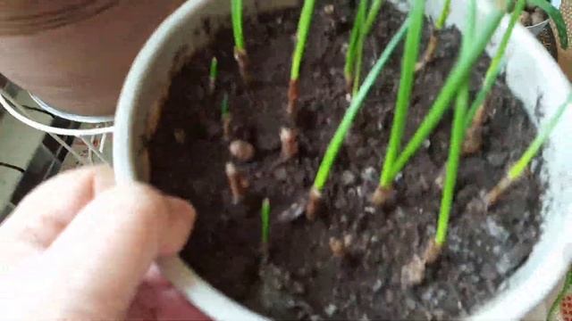 Цветочный обзор смотреть онлайн