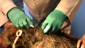 Подкожная инъекция собаке. Docent A.D. Stepanov, ПДАТУ