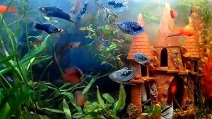 Аквариум 60 литров