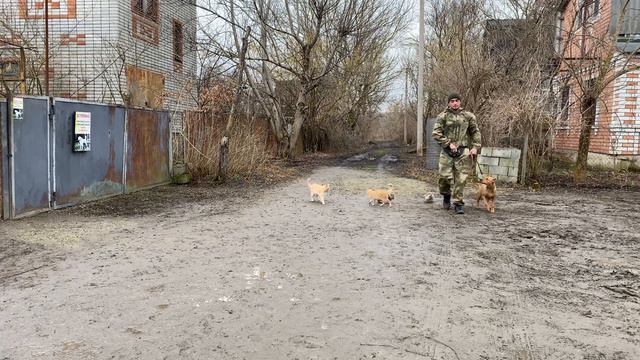 Американский стаффродширский терьер дрессировка с котами !!! смотреть онлайн