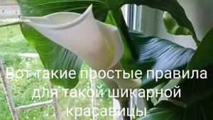 Какой нужен уход Эфиопской калле