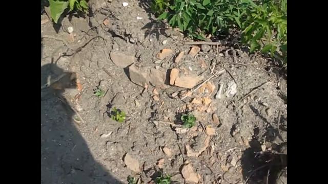 Чистят берег под благоустройство... Жара одолевает на копе! смотреть онлайн