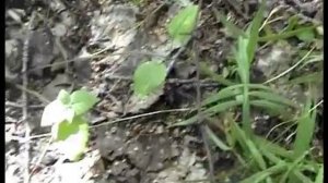 Как собирают грибы Веселки  и их яйца в лесу. Смоленск.