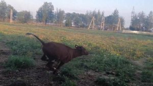 Телята выпрыгивают с домиков)