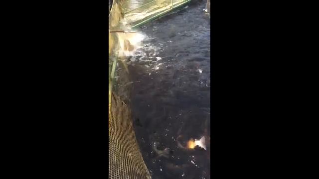 погрузка форели смотреть онлайн