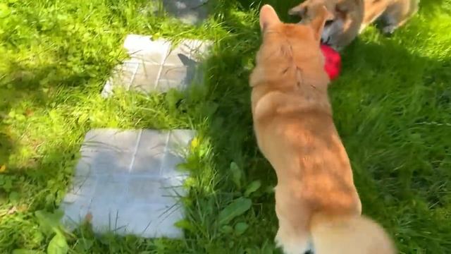 ГДЕ КУХНЯ ? ох уж эти очереди | как Марти ? малинка для собак VLOG смотреть онлайн