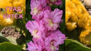 Коллекция гладиолусов семьи Кветковских ч9 (сиреневые)