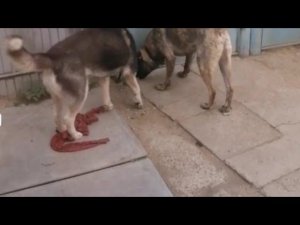 Мы надеялись что он вернётся, но...