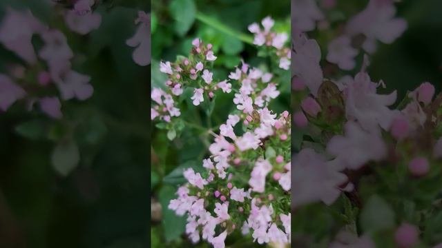 Душица обыкновенная (Origano herba).?