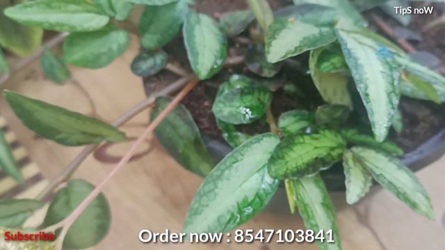 പുക വരുന്ന ചെടിയോ?🙄 |Smoking plant/Watermelon begonia plant care tips in malayalam смотреть онлайн