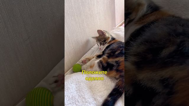 Что Делать Если в Доме Появился Котенок🐱