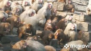 Абиссиния --- Николай Гумилёв