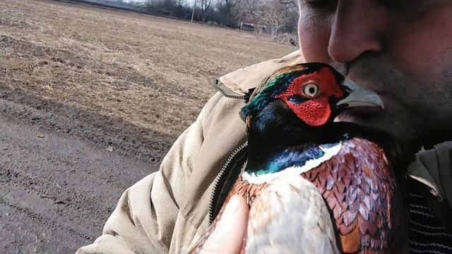 Фазан ручной. Фазан птица королевская. Люблю разводить эту птицу. 23 марта 2021 г.