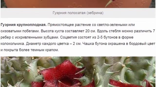 Гуэрния – колючий житель подоконника с красивыми цветами смотреть онлайн